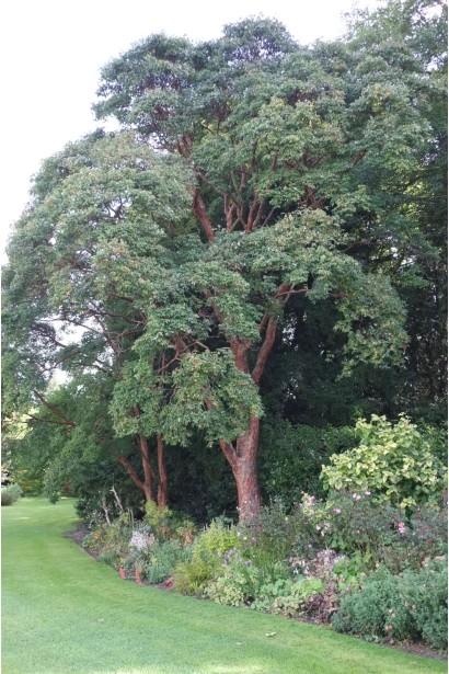 Клен сірий в літньому вбранні